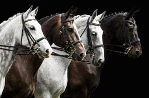 Portrait,Of,Four,Horses,In,Dressage,Competition,Isolated,On,Black